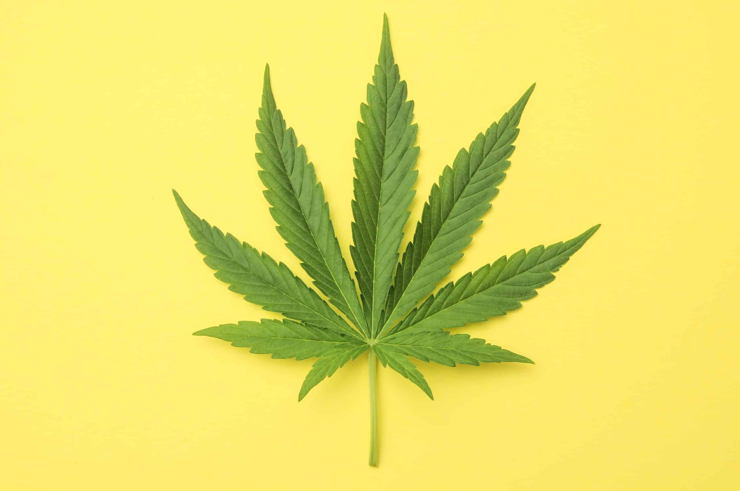 Green Fresh Marijuana Leaf with Seven Tips